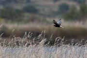 DPPhotography - Lesvos - White-winged tern - B