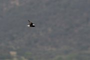DPPhotography - Lesvos - White-winged tern - C