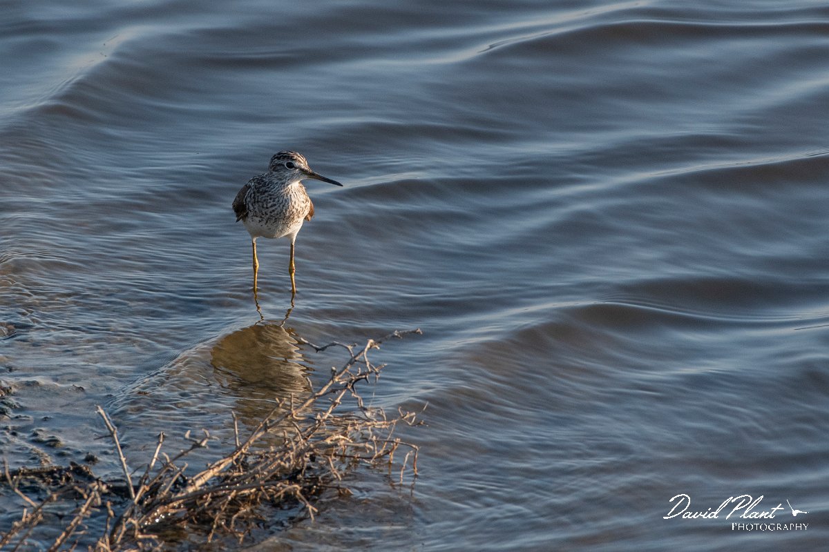 DPPhotography - Lesvos - Wood sandpiper - A.jpg - Wood sandpiper - Kalloni saltpans, Lesvos