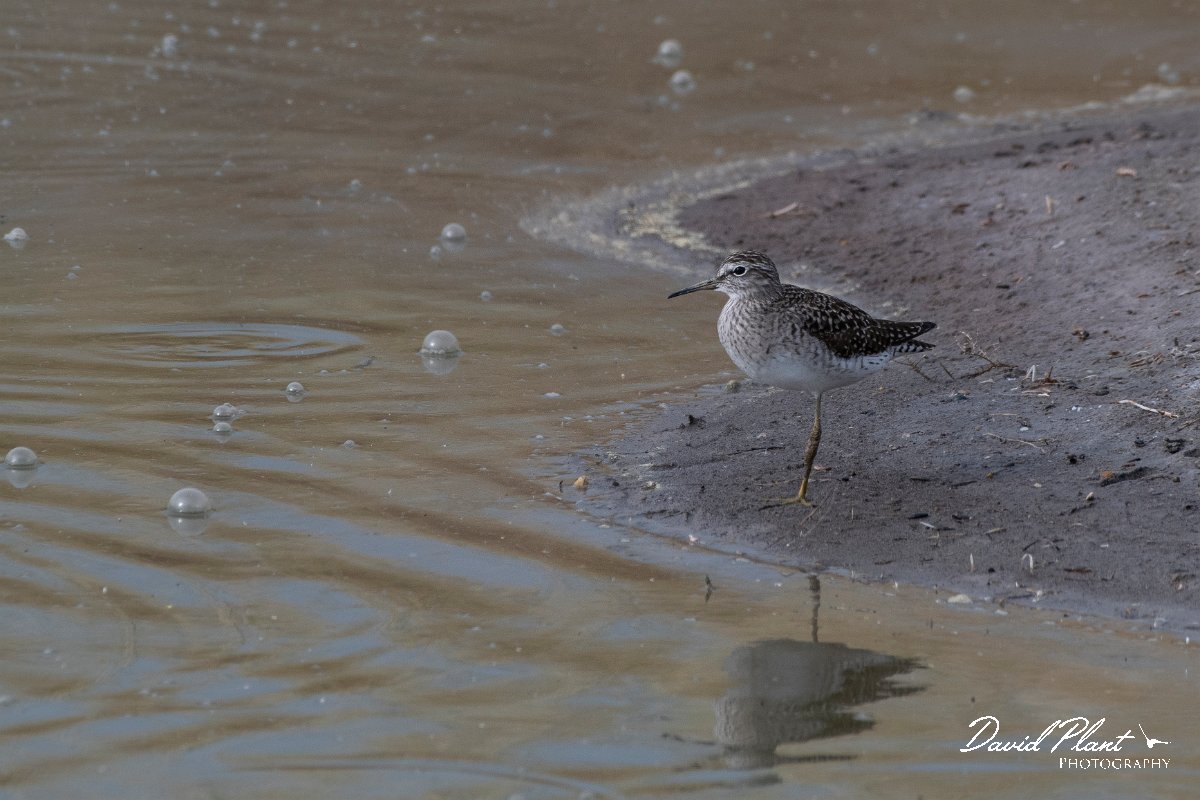 DPPhotography - Lesvos - Wood sandpiper - B.jpg - Wood sandpiper - Kalloni saltpans, Lesvos