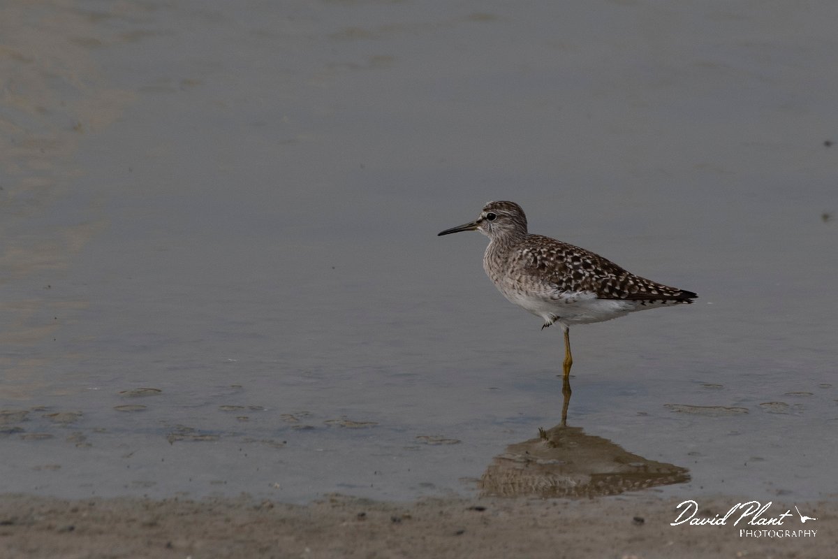 DPPhotography - Lesvos - Wood sandpiper - C.jpg - Wood sandpiper - Kalloni saltpans, Lesvos