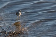 DPPhotography - Lesvos - Wood sandpiper - A