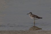 DPPhotography - Lesvos - Wood sandpiper - C