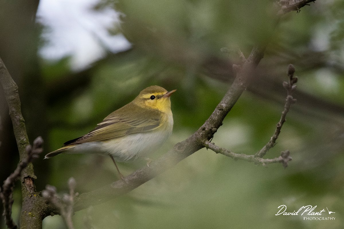 DPPhotography - Lesvos - Wood warbler - H.jpg - Wood warbler - Ipsilou Monastery, Lesvos