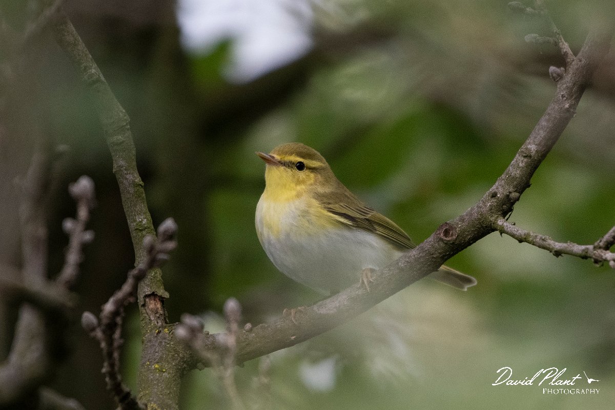 DPPhotography - Lesvos - Wood warbler - I.jpg - Wood warbler - Ipsilou Monastery, Lesvos