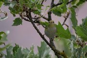 DPPhotography - Lesvos - Wood warbler - A