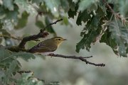 DPPhotography - Lesvos - Wood warbler - E