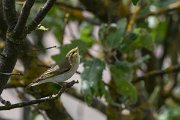 DPPhotography - Lesvos - Wood warbler - F