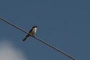 DPPhotography - Lesvos - Woodchat shrike - A