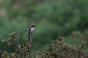 DPPhotography - Lesvos - Woodchat shrike - B