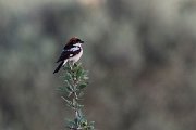 DPPhotography - Lesvos - Woodchat shrike - C