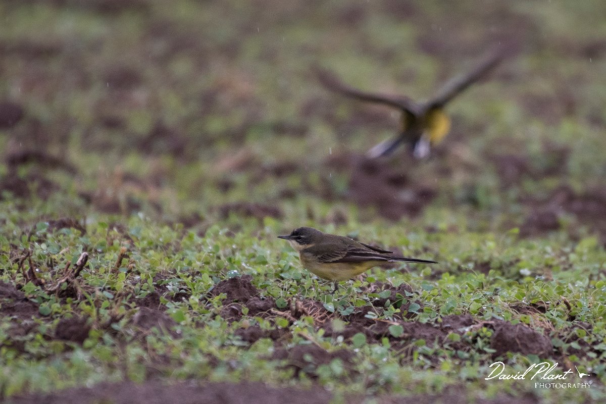DPPhotography - Lesvos - Yellow wagtail - A.jpg - Yellow wagtail dombrowskii - Kalloni saltpans, Lesvos