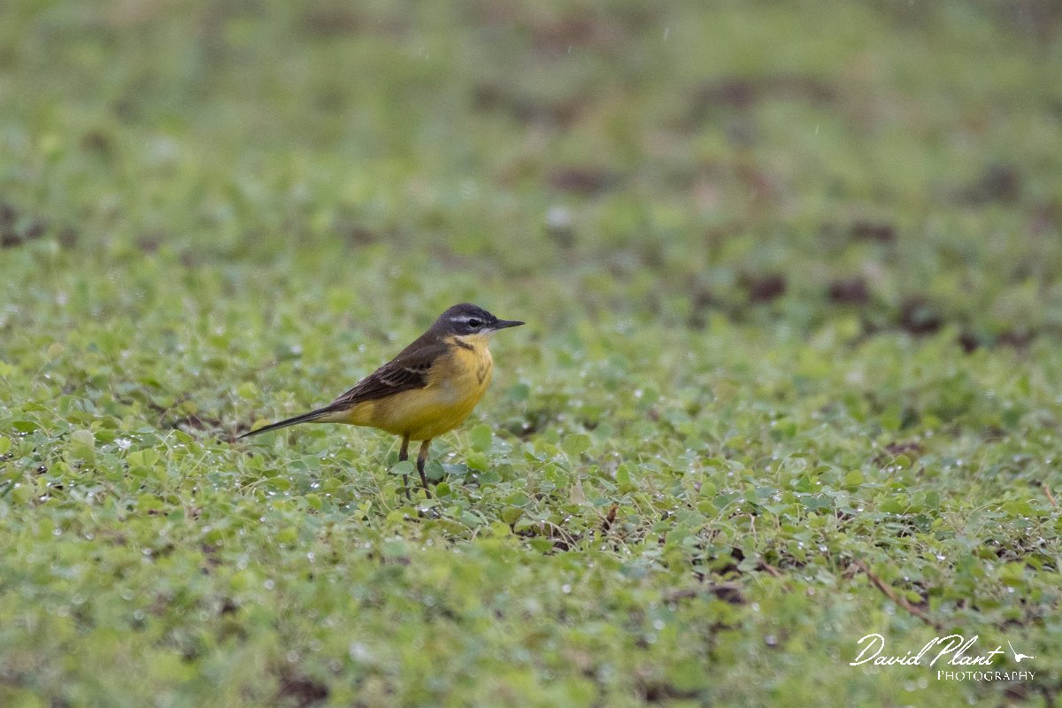 DPPhotography - Lesvos - Yellow wagtail - B.jpg - Yellow wagtail dombrowskii - Kalloni saltpans, Lesvos