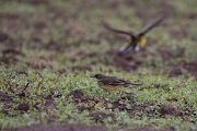 DPPhotography - Lesvos - Yellow wagtail - A