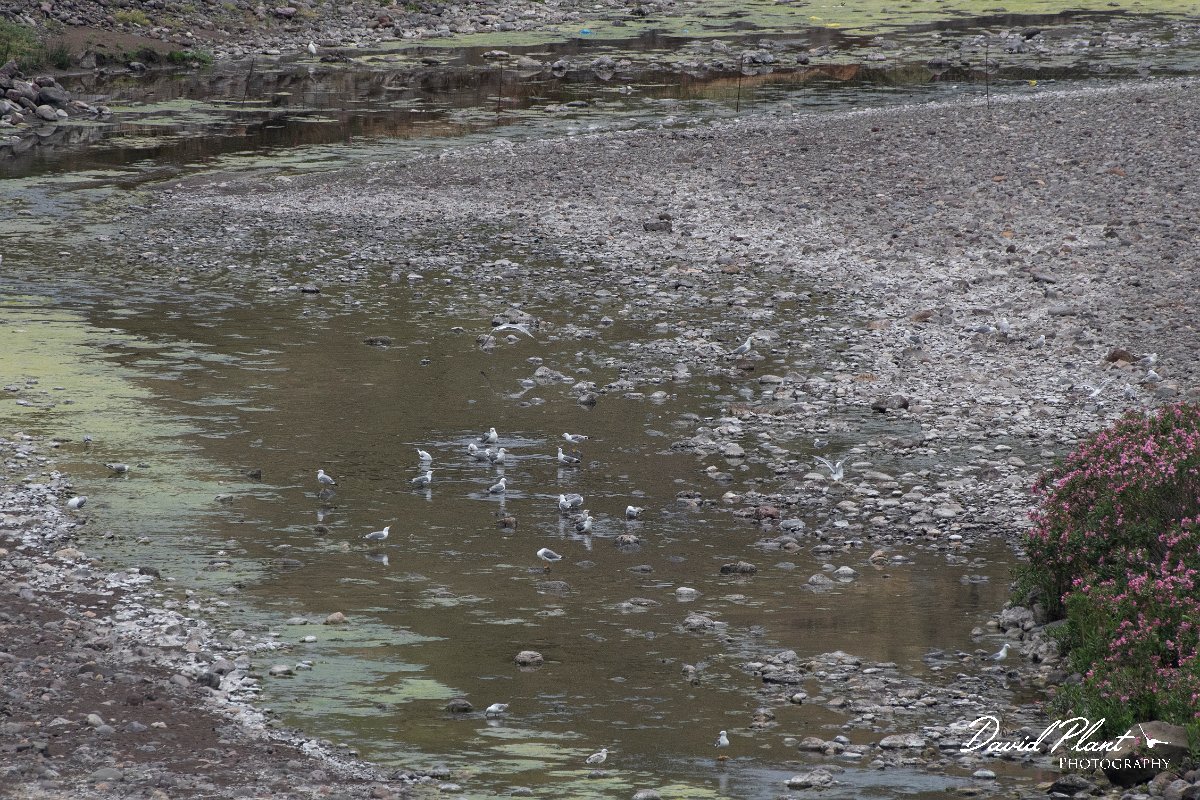 DPPhotography - Lesvos - Yellow-legged gull - A.jpg - Yellow-legged gull - Madaros, Lesvos