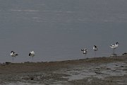 Avocet