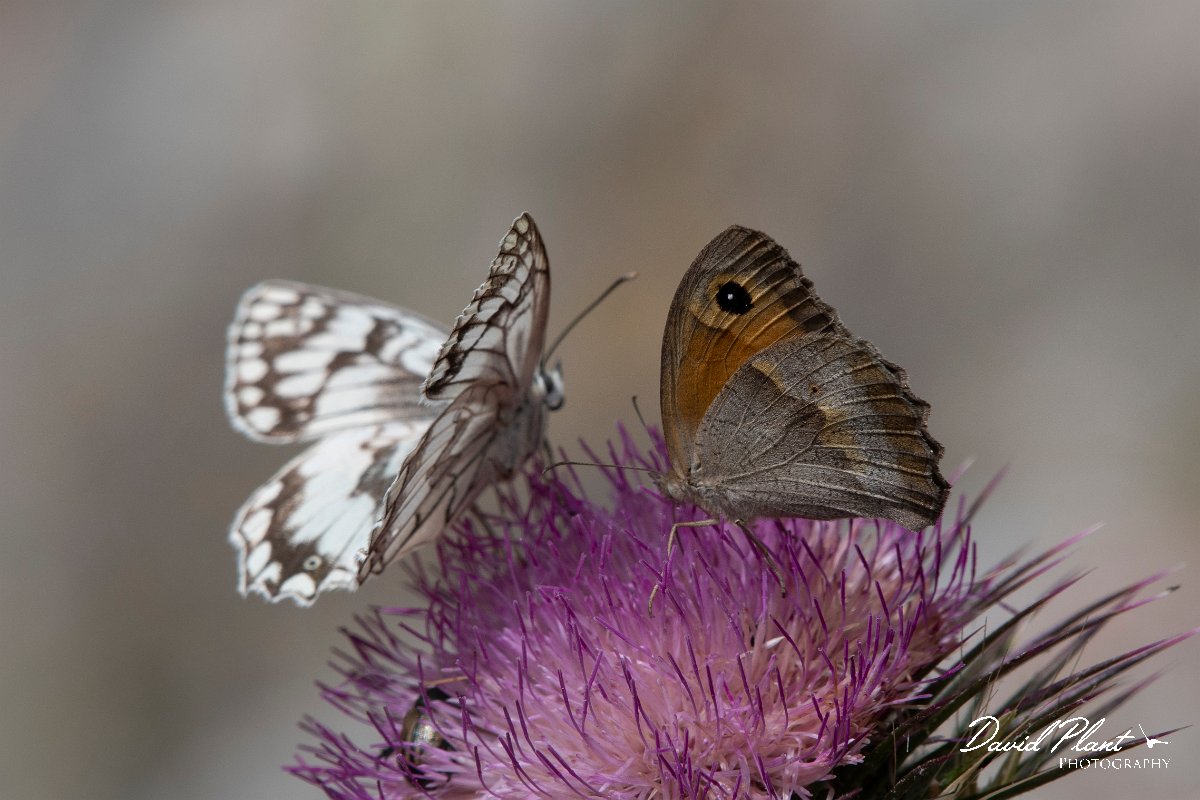 DPPhotography - Lesvos - Aegean meadow brown - C.jpg - Aegean meadow brown - Ipsilou Monastery, Lesvos