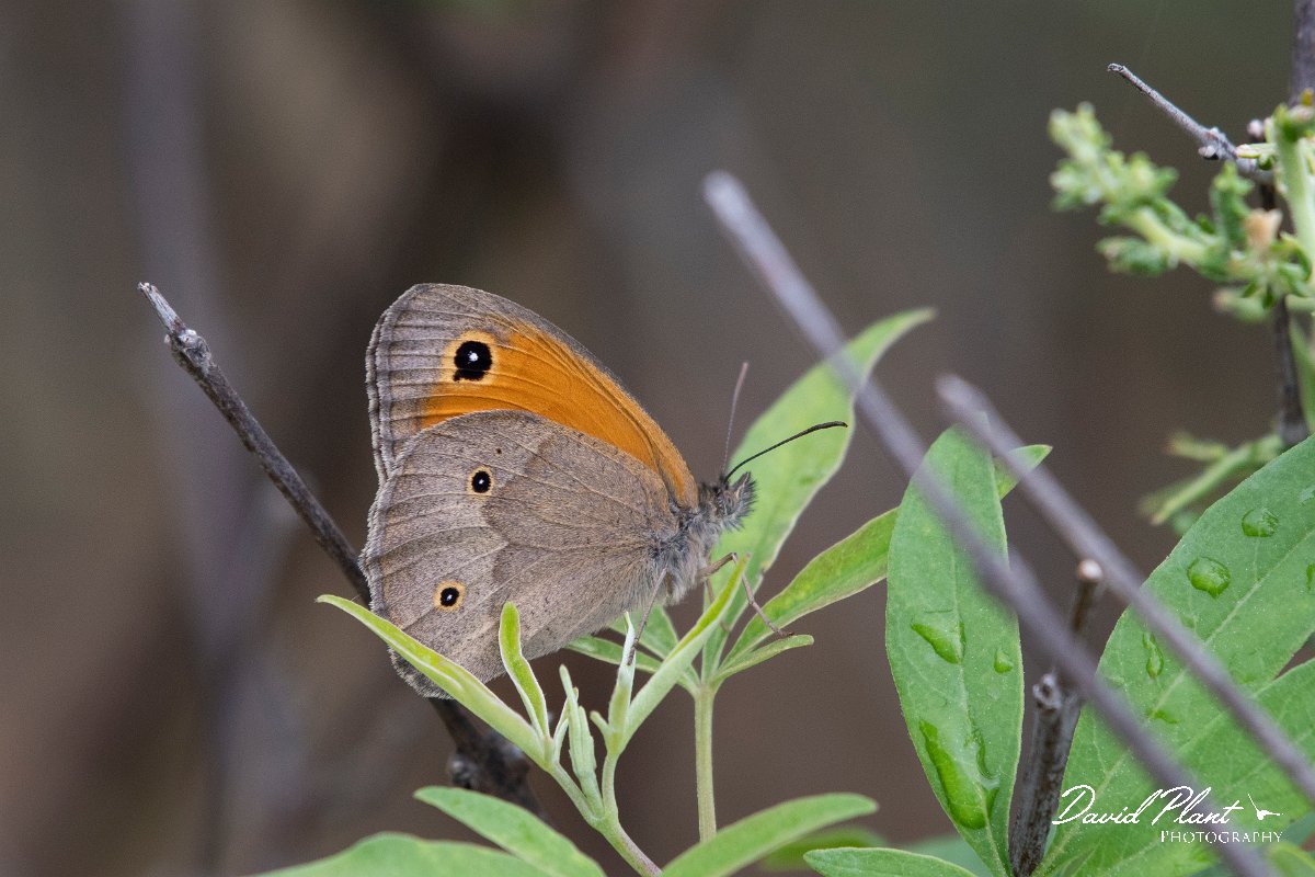 DPPhotography - Lesvos - Aegean meadow brown - D.jpg - Aegean meadow brown - Madaros, Lesvos