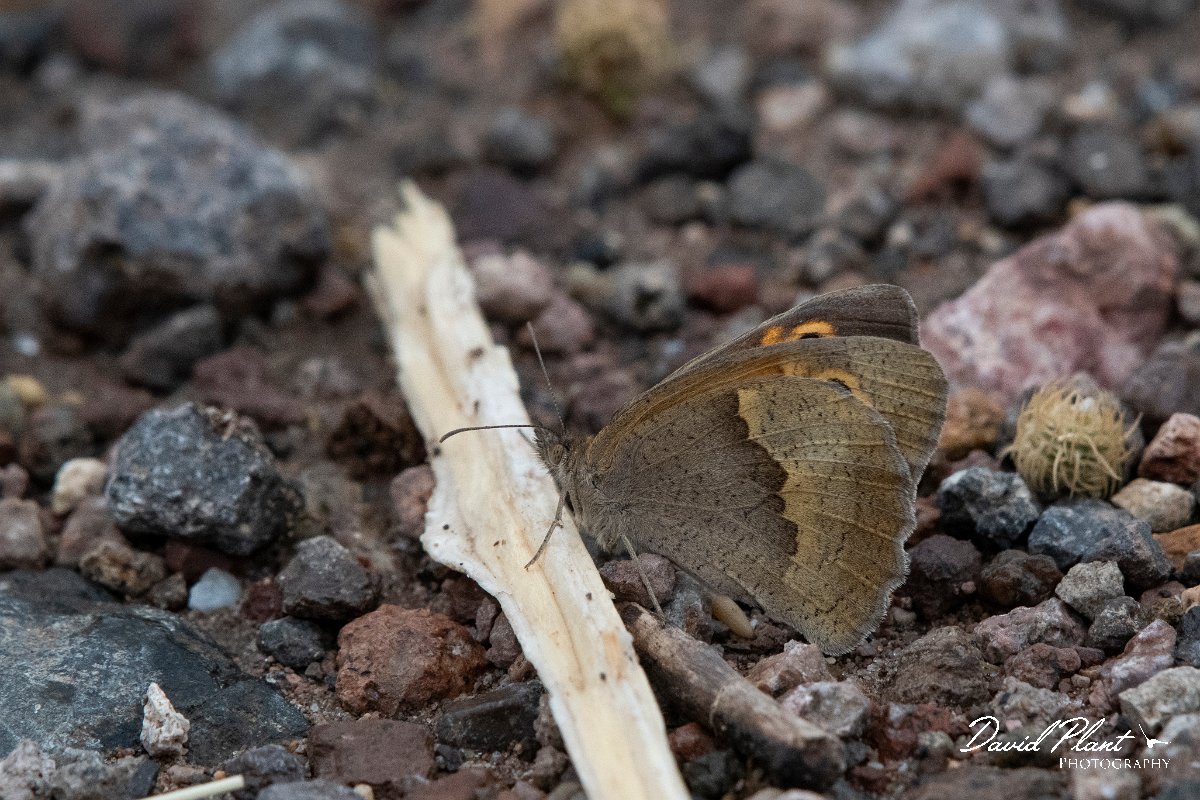 DPPhotography - Lesvos - Aegean meadow brown - F.jpg - Aegean meadow brown - Tsiknias river, Lesvos