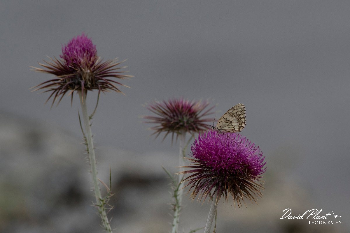 DPPhotography - Lesvos - Balkan marbled white - D.jpg - Balkan marbled white - Ipsilou Monastery, Lesvos