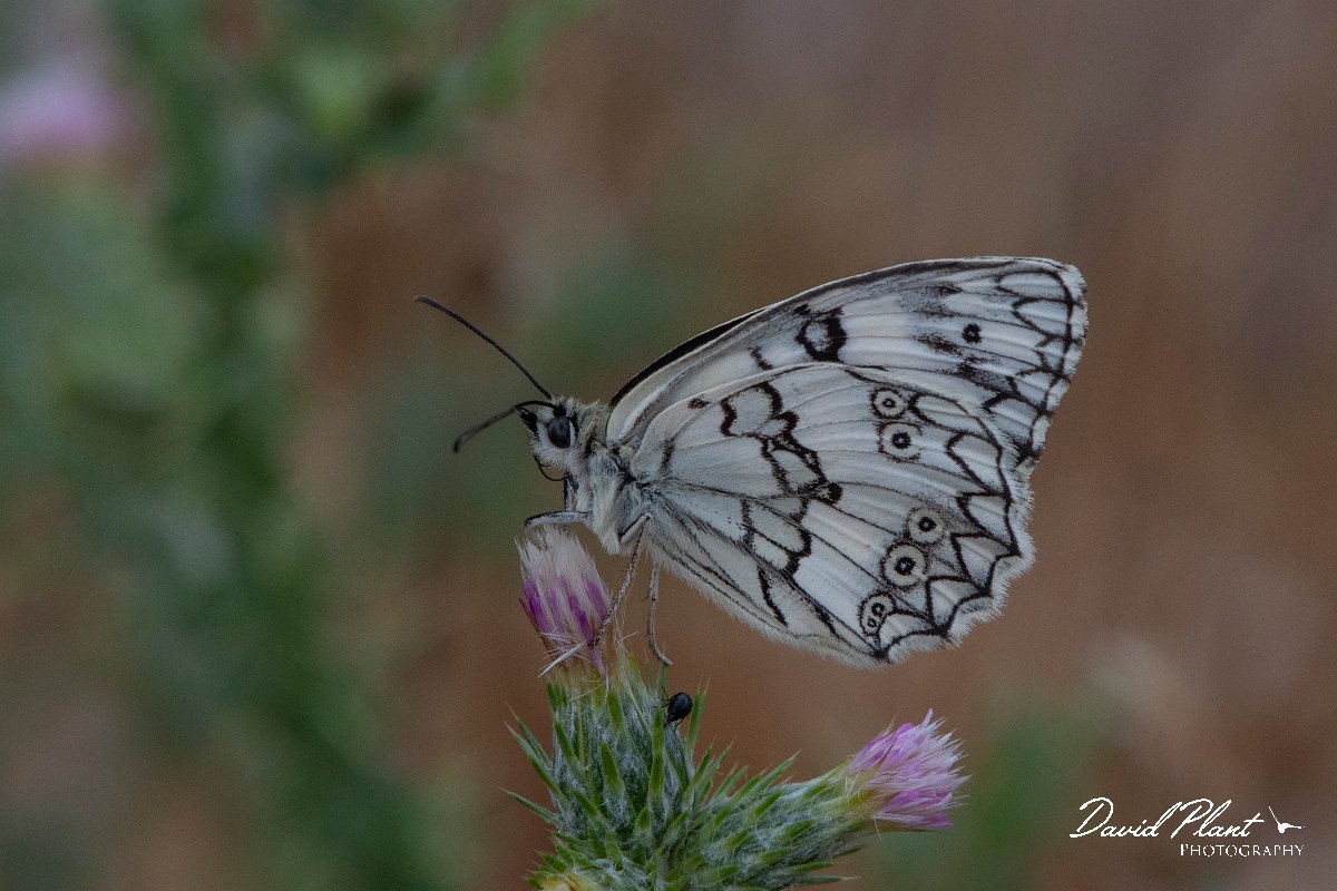 DPPhotography - Lesvos - Balkan marbled white - F.jpg - Balkan marbled white - Tsiknias river, Lesvos
