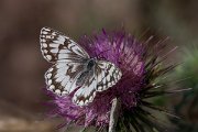 DPPhotography - Lesvos - Balkan marbled white - B