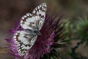 DPPhotography - Lesvos - Balkan marbled white - C