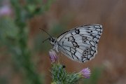 DPPhotography - Lesvos - Balkan marbled white - F