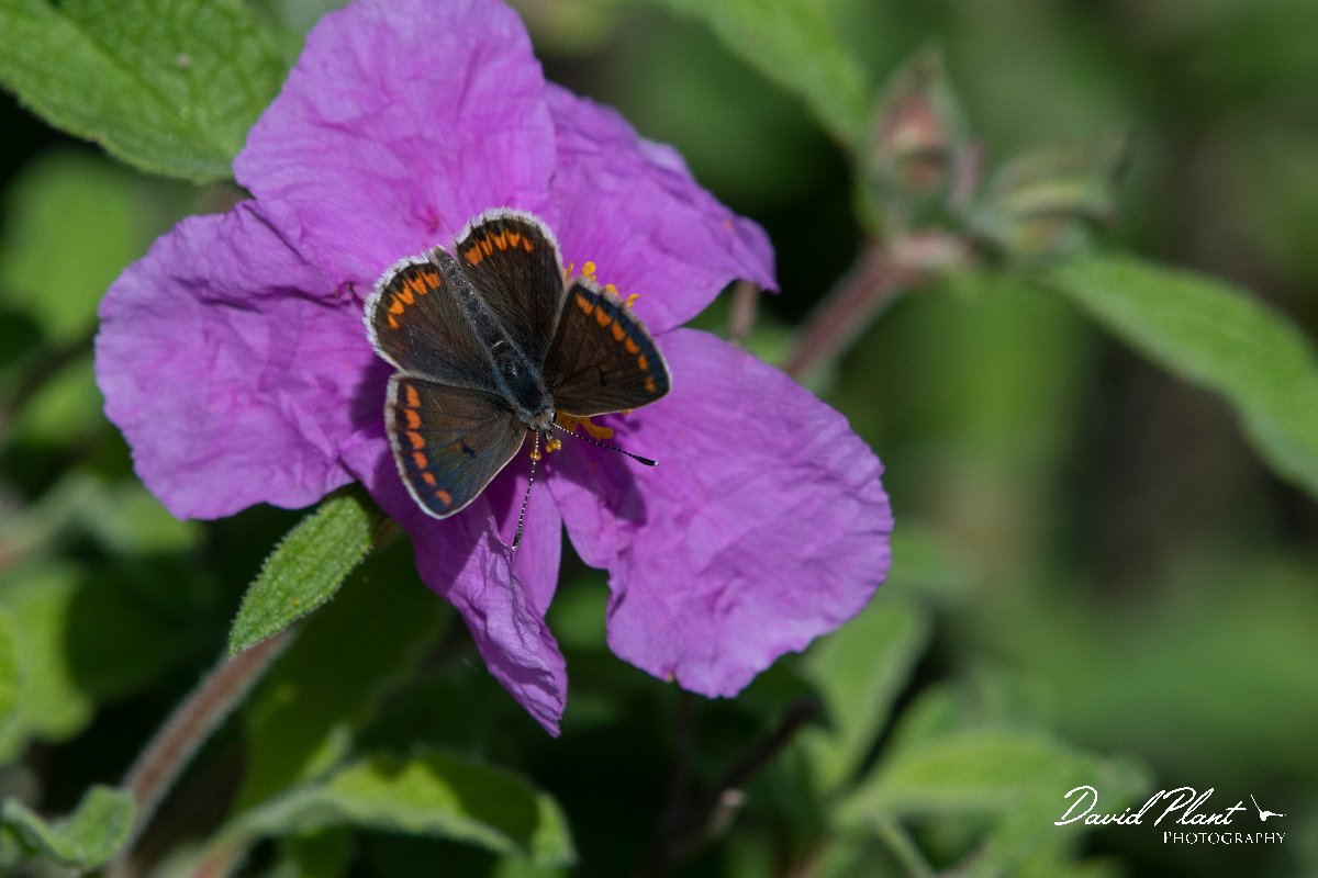 DPPhotography - Lesvos - Brown argus - A.jpg - Brown argus - Agiasos sanatorium, Lesvos