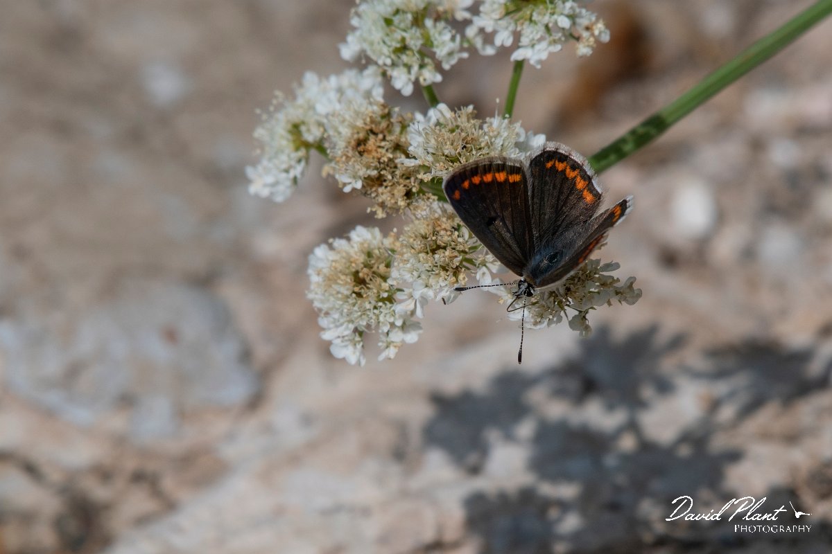 DPPhotography - Lesvos - Brown argus - B.jpg - Brown argus - Olympos massif, Lesvos