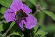 DPPhotography - Lesvos - Brown argus - A