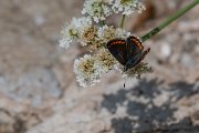 DPPhotography - Lesvos - Brown argus - B