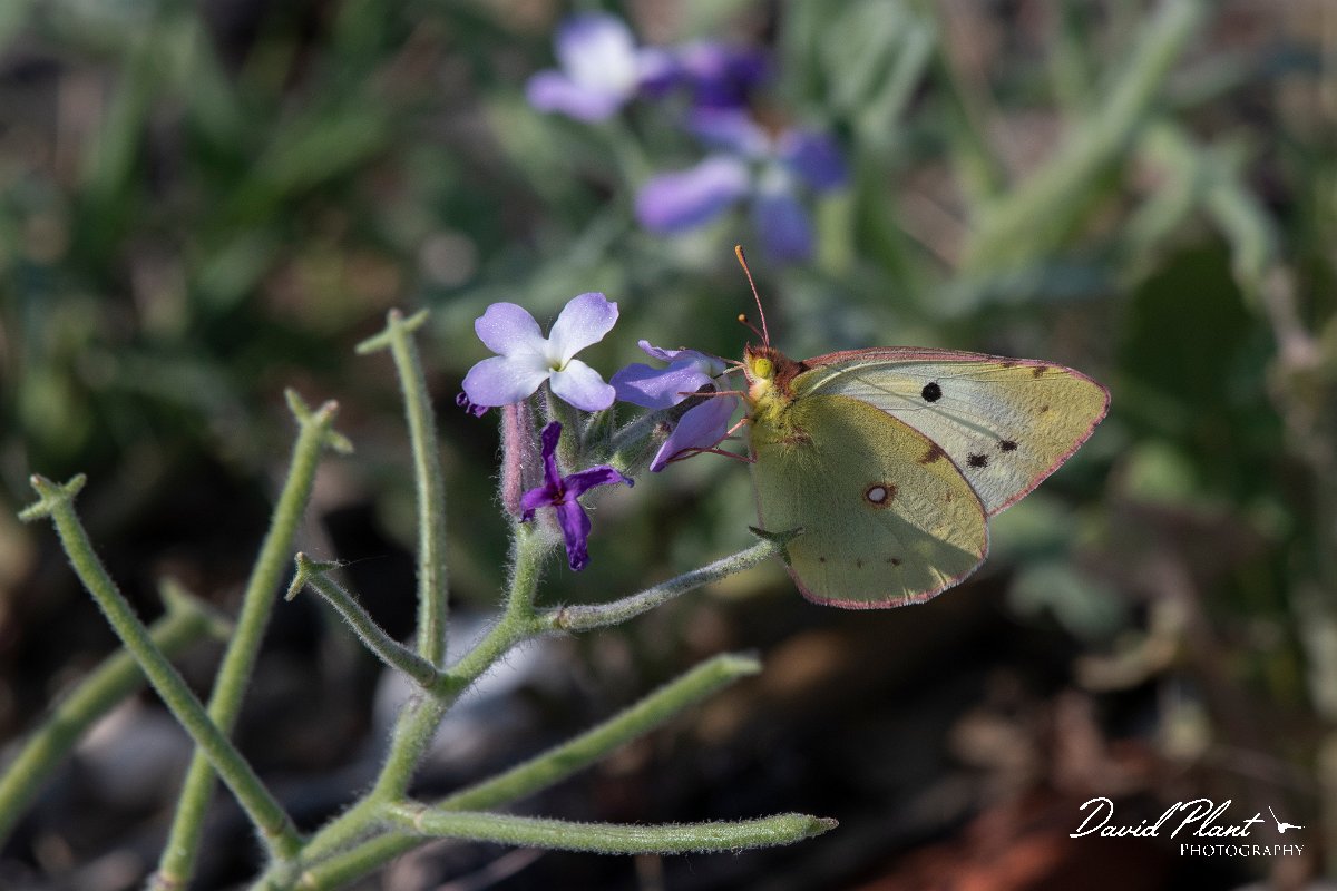DPPhotography - Lesvos - Clouded yellow - D.jpg - Clouded yellow - Dipi Larisos reedbed, Lesvos