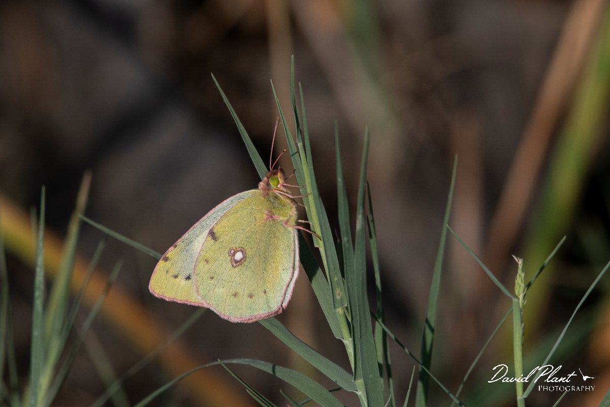 DPPhotography - Lesvos - Clouded yellow - E.jpg - Clouded yellow - Dipi Larisos reedbed, Lesvos