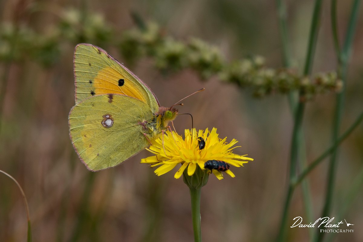 DPPhotography - Lesvos - Clouded yellow - G.jpg - Clouded yellow - Ipsilou Monastery, Lesvos