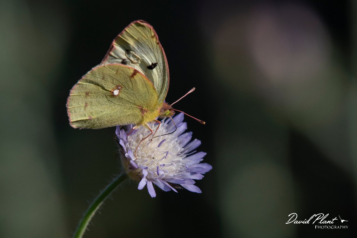 DPPhotography - Lesvos - Clouded yellow - J.jpg - Clouded yellow - Perasma reservoir, Lesvos