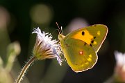 DPPhotography - Lesvos - Clouded yellow - A