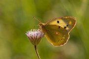 DPPhotography - Lesvos - Clouded yellow - B