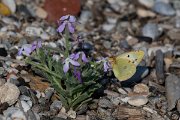 DPPhotography - Lesvos - Clouded yellow - C