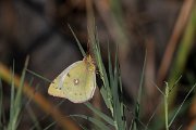 DPPhotography - Lesvos - Clouded yellow - E