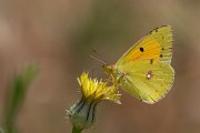 DPPhotography - Lesvos - Clouded yellow - F