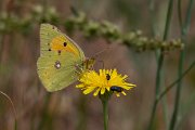 DPPhotography - Lesvos - Clouded yellow - G