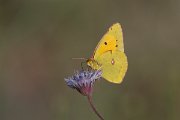 DPPhotography - Lesvos - Clouded yellow - H