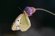 DPPhotography - Lesvos - Clouded yellow - I
