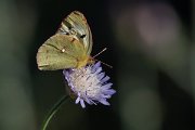 DPPhotography - Lesvos - Clouded yellow - J