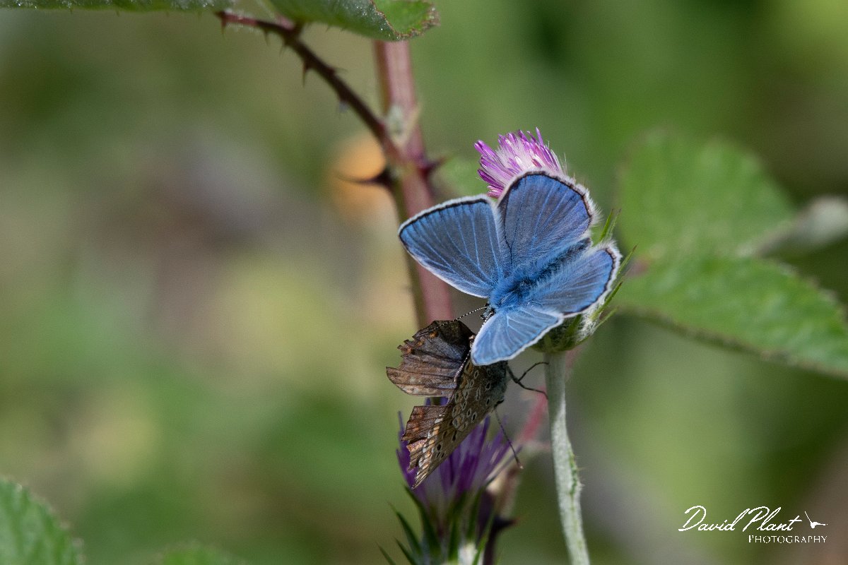 DPPhotography - Lesvos - Common blue - A.jpg - Common blue - Agiasos sanatorium, Lesvos