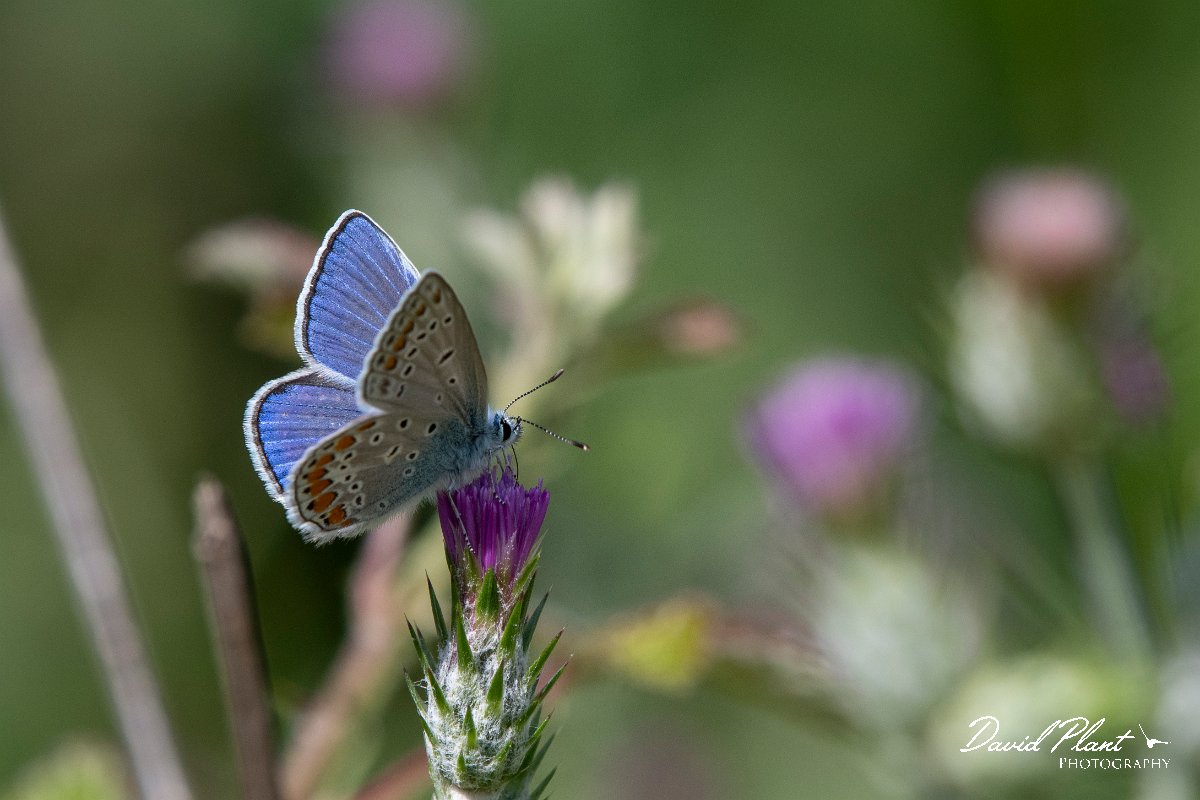 DPPhotography - Lesvos - Common blue - C.jpg - Common blue - Agiasos sanatorium, Lesvos