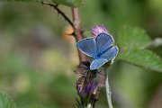 DPPhotography - Lesvos - Common blue - A