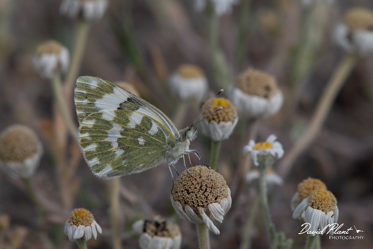 DPPhotography - Lesvos - Eastern bath white - A.jpg - Eastern bath white - Kalloni saltpans, Lesvos