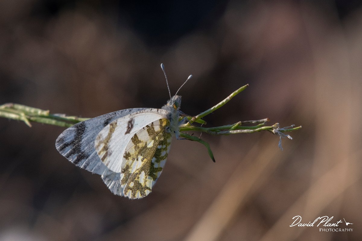 DPPhotography - Lesvos - Eastern dappled white - A.jpg - Eastern dappled white - Perasma reservoir, Lesvos